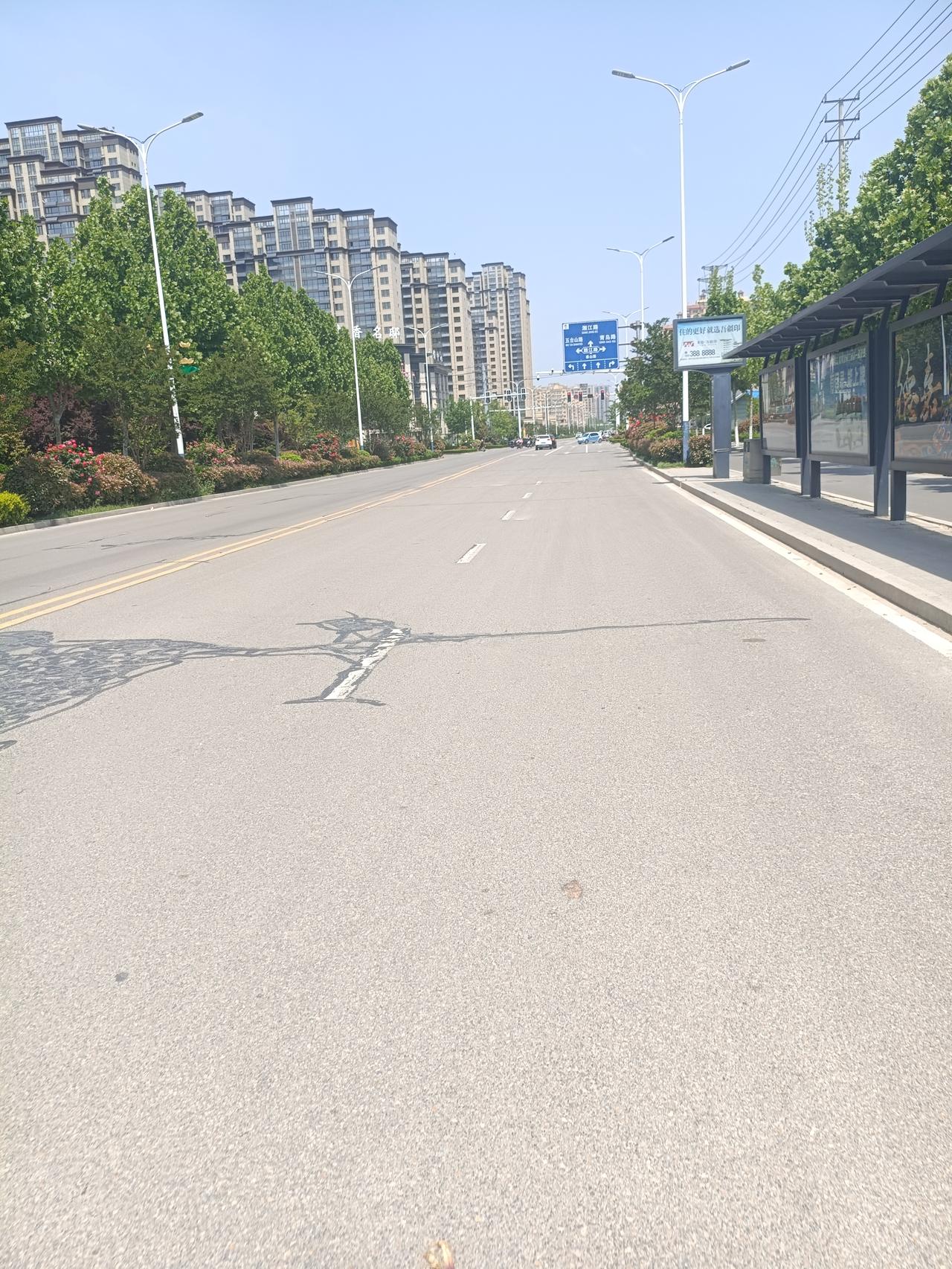 曹县泰山南路月季花开，一路繁花

2024年4月26日上午拍摄
