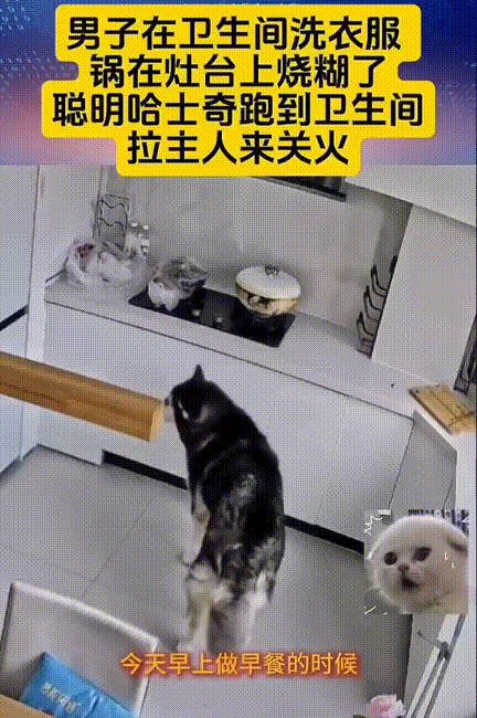 谁还说哈士奇是“拆迁办主任”？浙江一网友家的10岁哈士奇，用实际行动颠覆了所有人