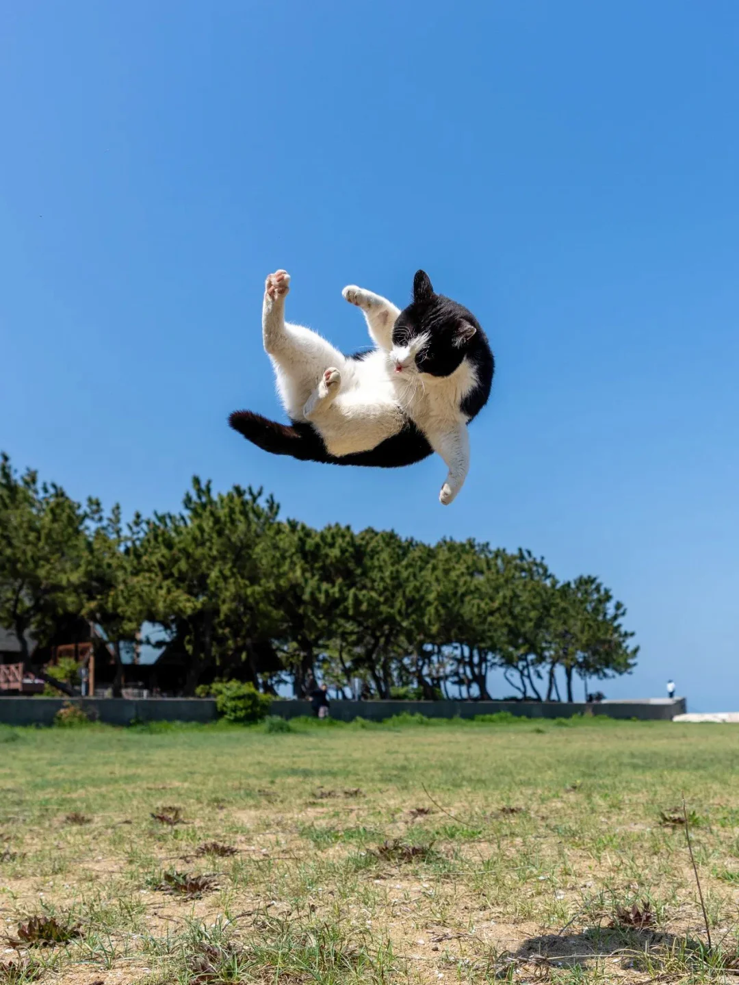 一飞冲天的奶牛猫