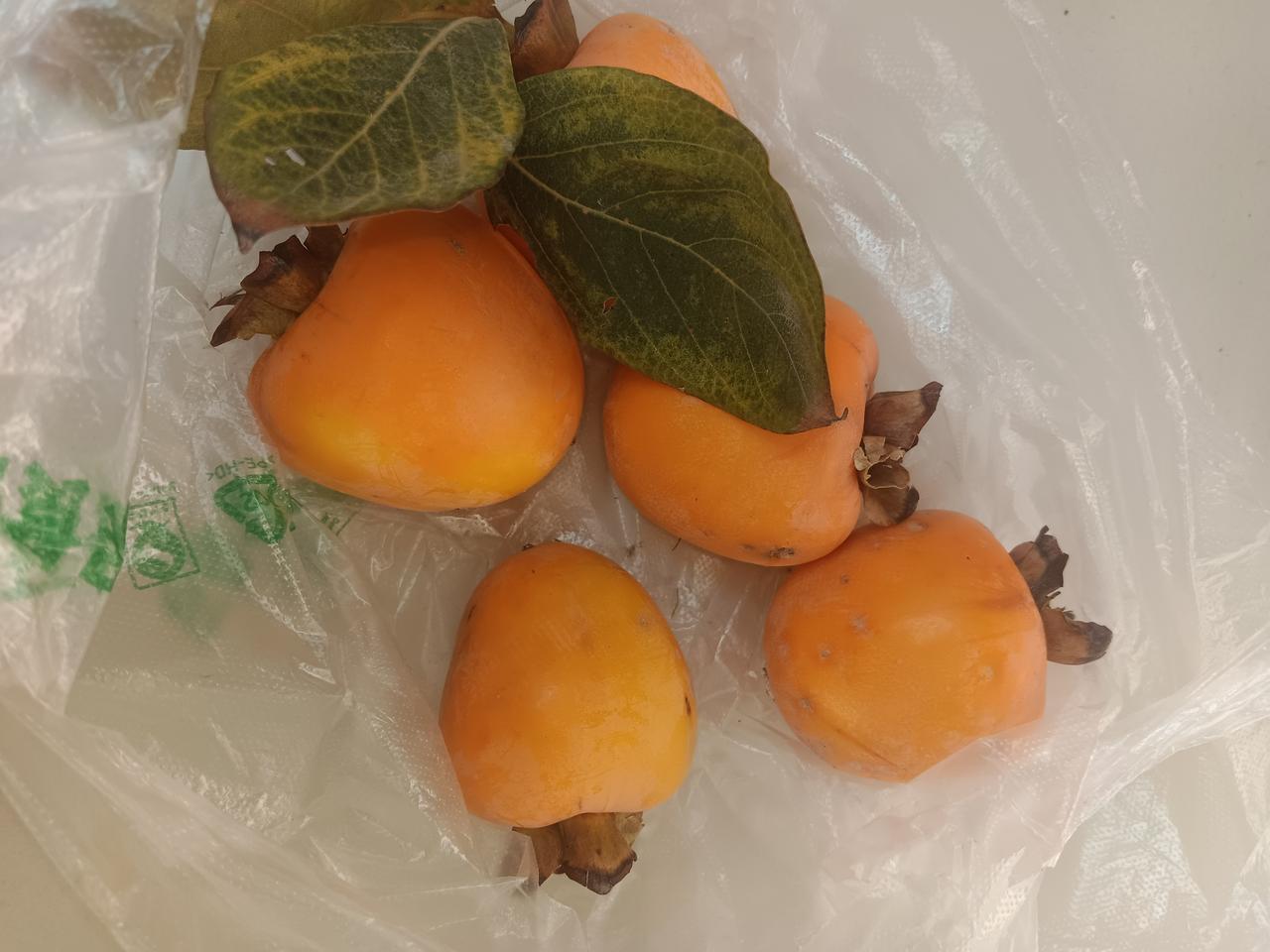今天邻居阿姨给我送来几个柿子，特别好看黄黄的，阿姨家自家有柿子树是刚从树上摘的，