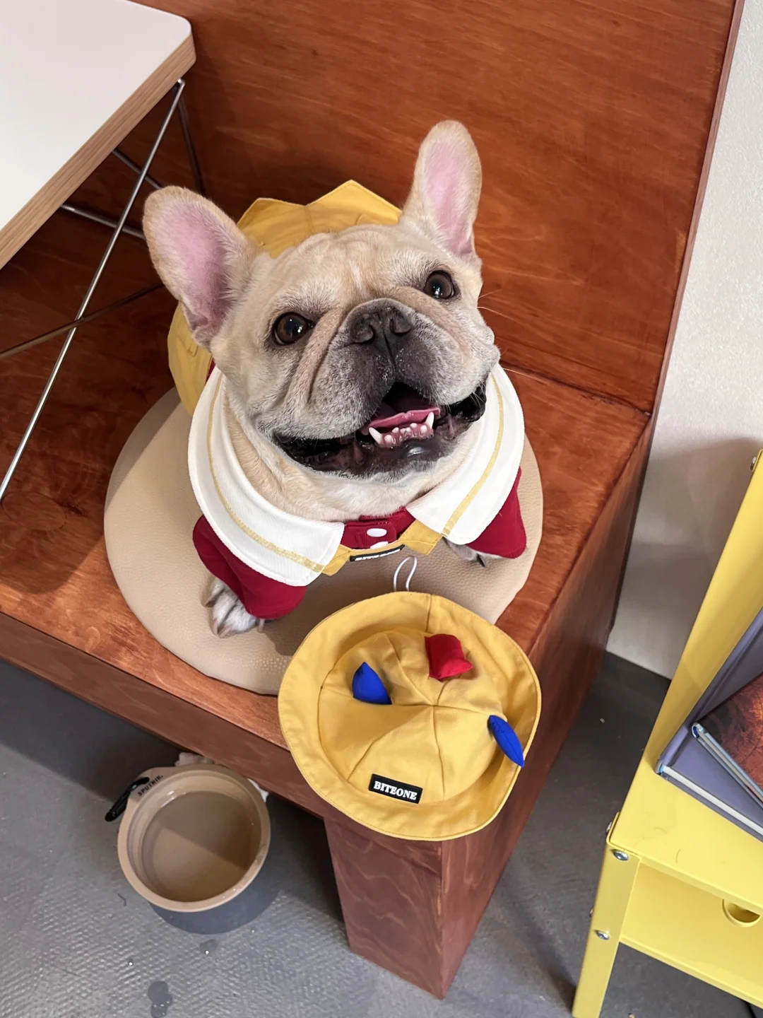 狗狗我呀 今天是幼稚园小朋友～