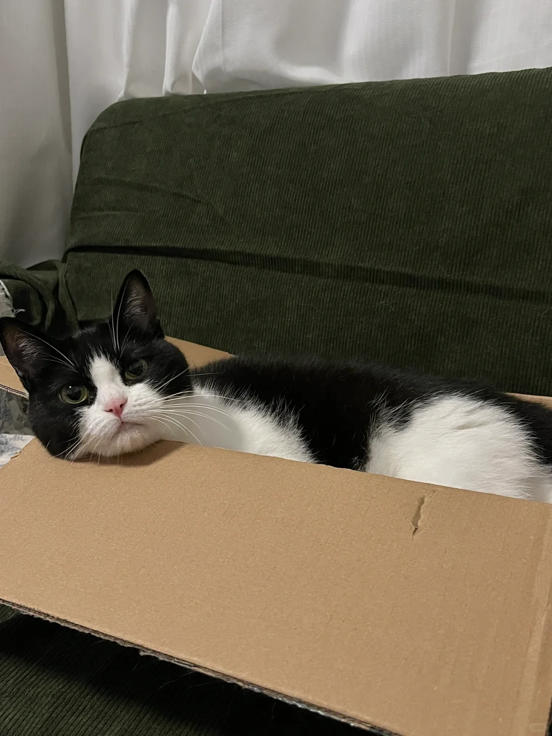 猫猫我直接住纸箱子里辣