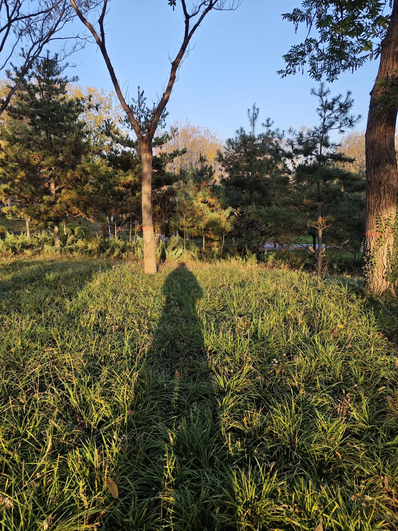 可以分享一张秋景树叶的的照片吗