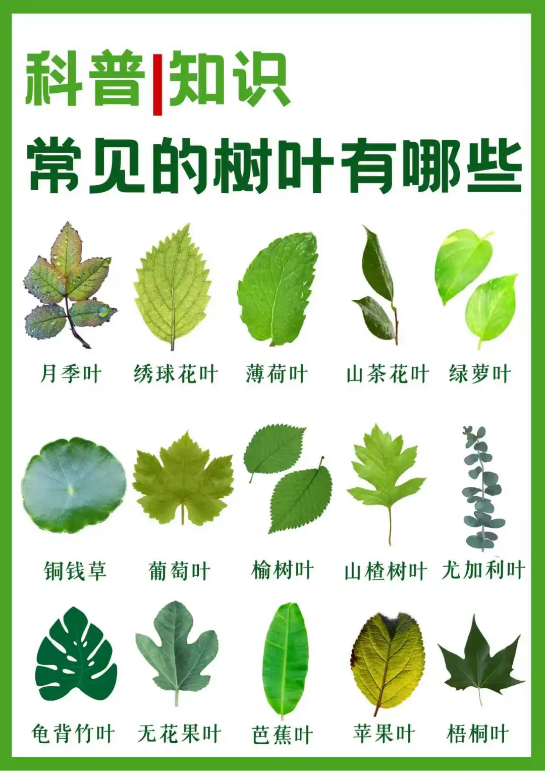 科普｜常见的树叶有哪些