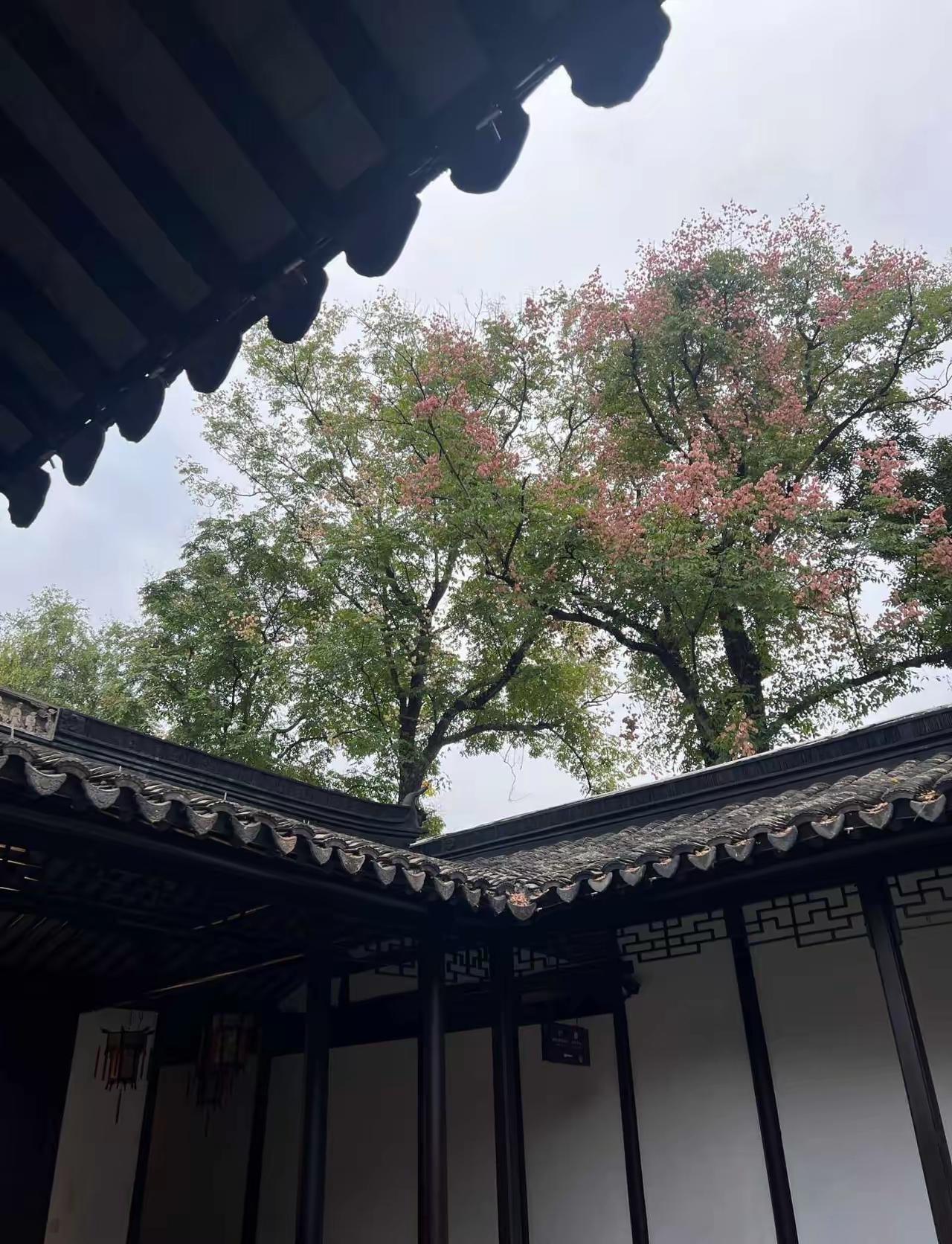 江南园林的美，不止在于房子很漂亮，而且里面的古典家具也很漂亮，还有院子里的树也很