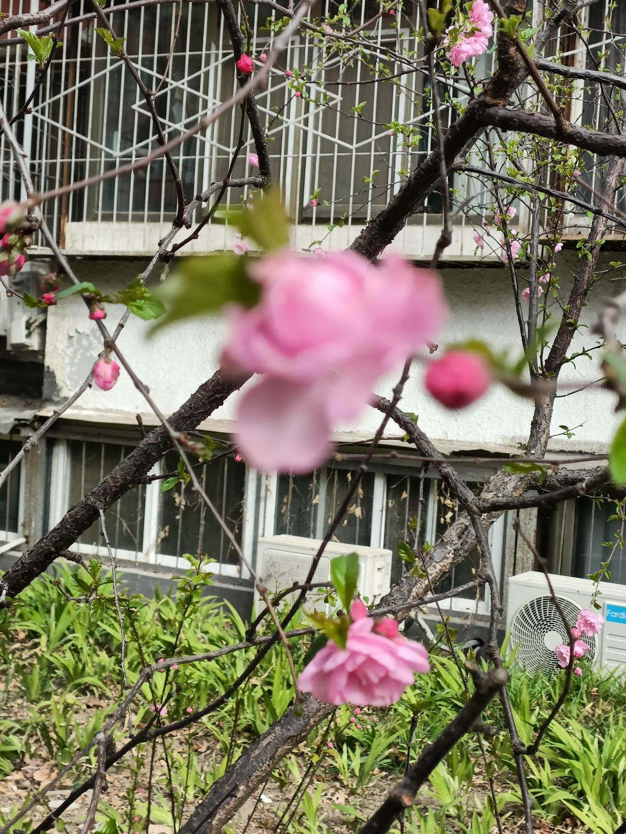 记录我的2026小区里的樱花有的含苞待放，有的已经盛开