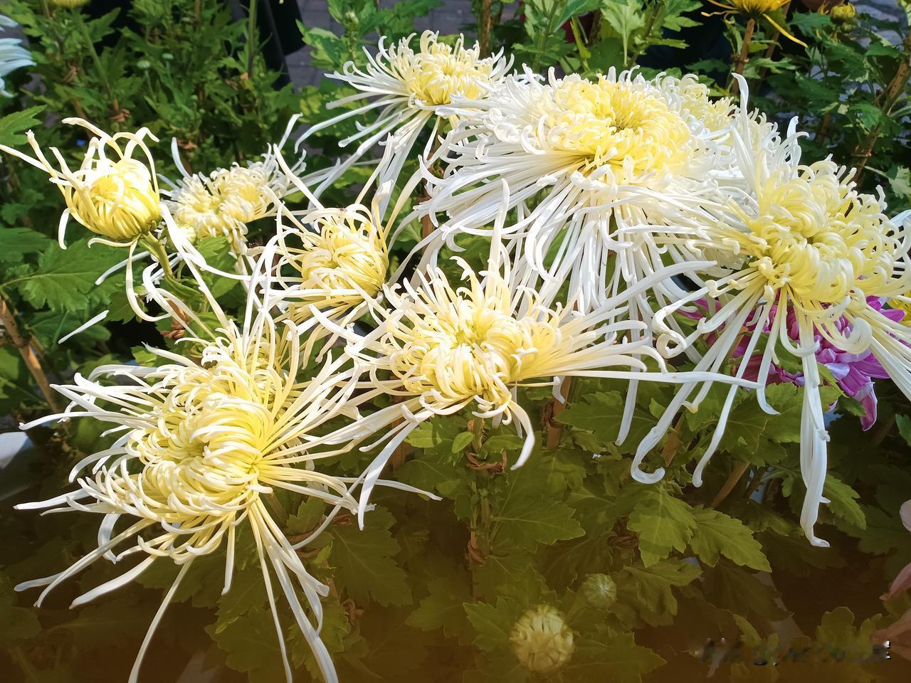 清明
清明时节雨纷纷，清明节天爱下雨啊！
我听说，清明节这天的雨，是逝去亲人的眼