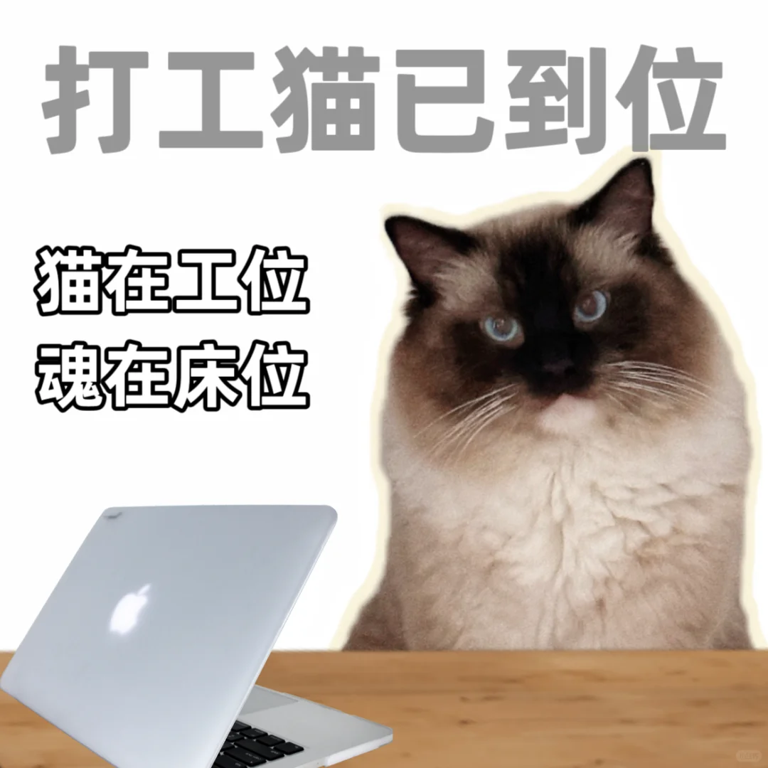 周一，你的打工猫就位了吗