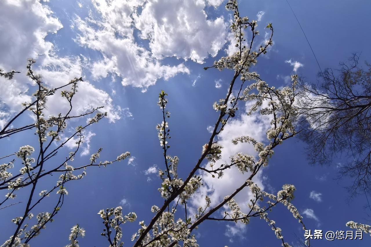 今天抬头拍花的时候，突然被治愈了。
 
原来春天，就藏在抬头的瞬间里。
 
蓝天