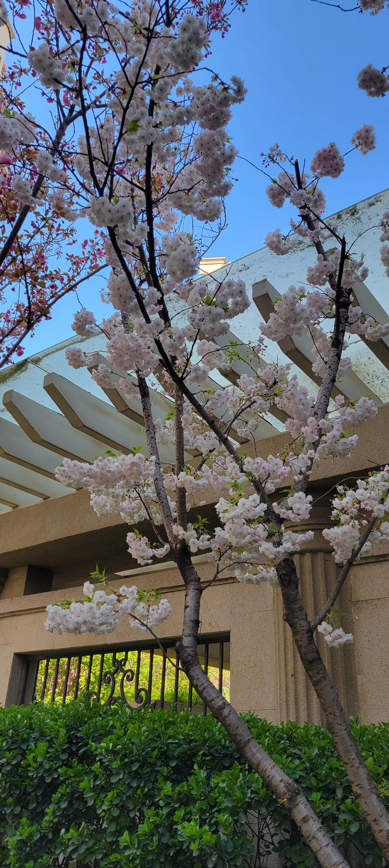 小区居然有这么大的白里透红的樱花，美得炫目。可是不知道这是什么品种，有知道的吗？