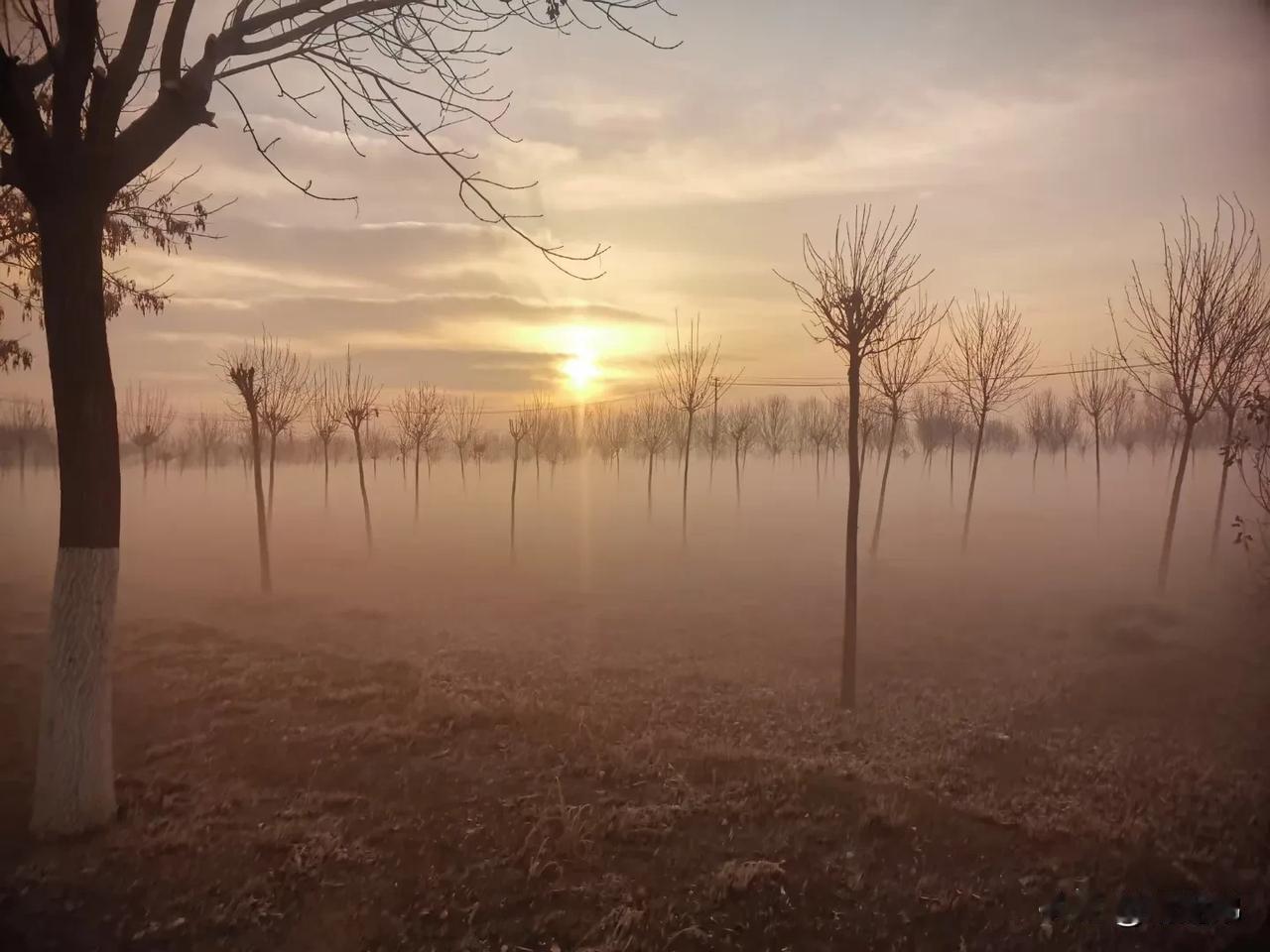 晨曦初现，雾霭缭绕，树影婆娑，静谧如画。晨雾随拍 画卷般的清晨 夕阳与树木