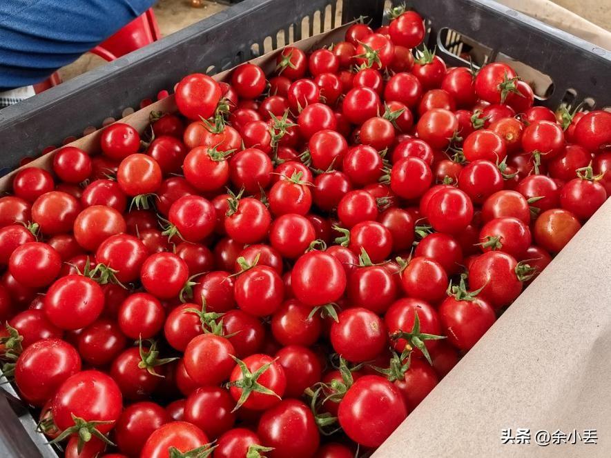 贵州这个村火了，一颗小番茄年产值1700万，带富一方人
 
谁能想到，一颗小小的