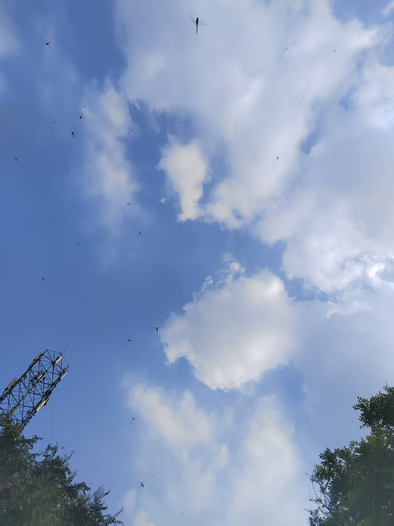 上海暴雨，天津刚刚也发布雷雨大风黄色预警了，好些蜻蜓低空盘旋，看样子雨快来了