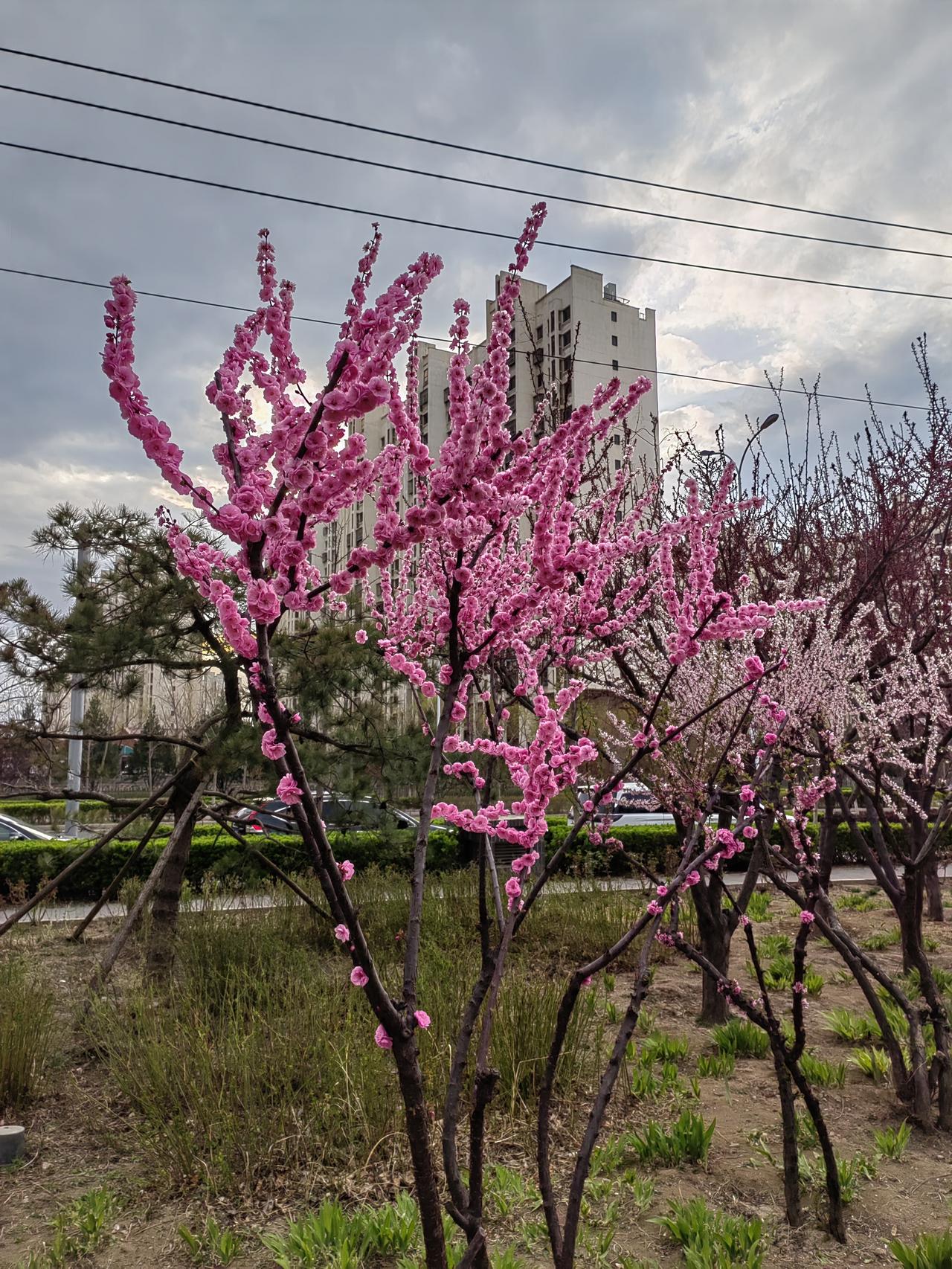 这是在小区附近公园拍的，春天来了，万物复苏，一片生机盎然，也不知这是什么树，开出