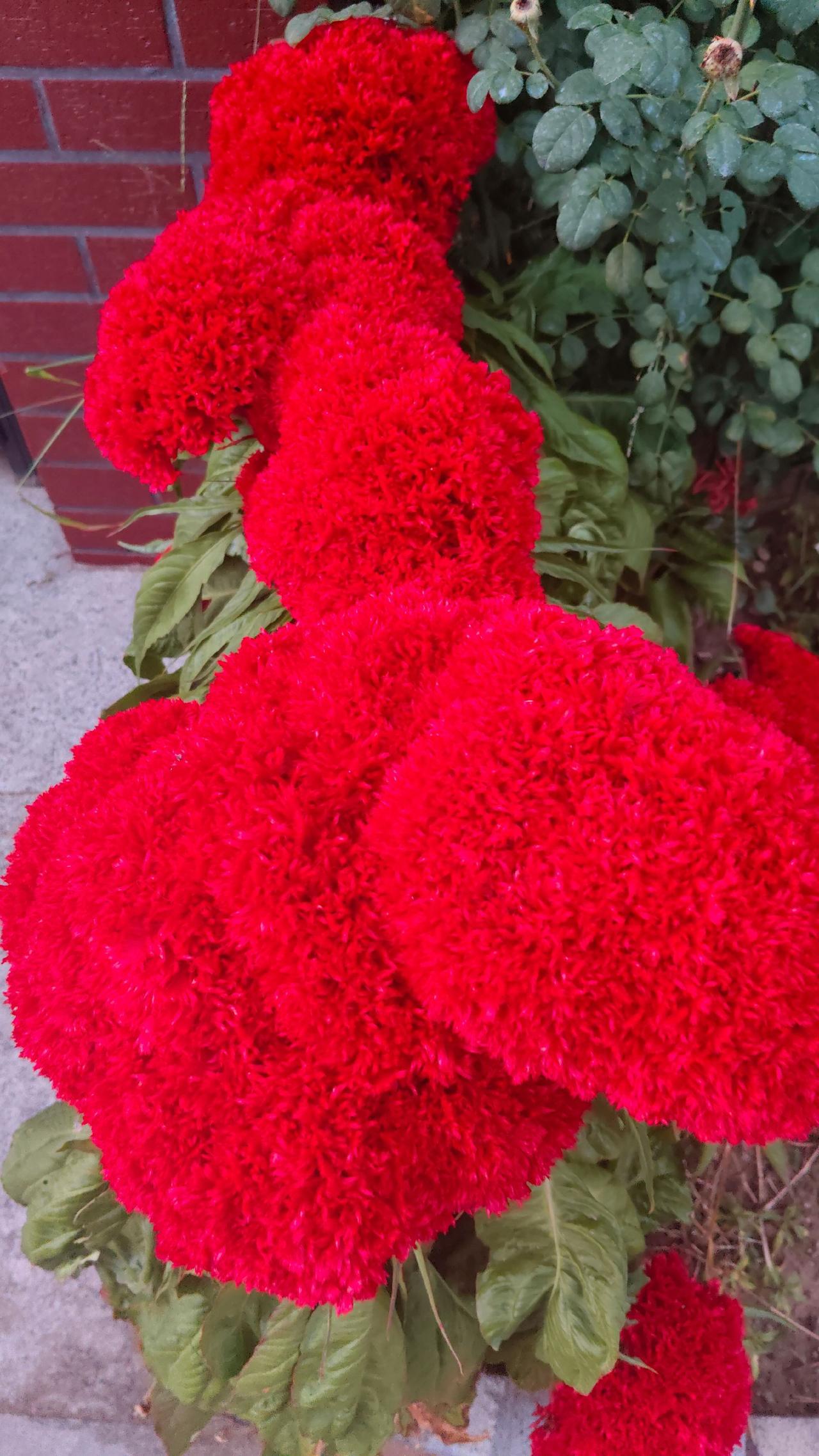 十一前夕，小区里的花绽放美丽，拍摄花🌺心情愉悦。