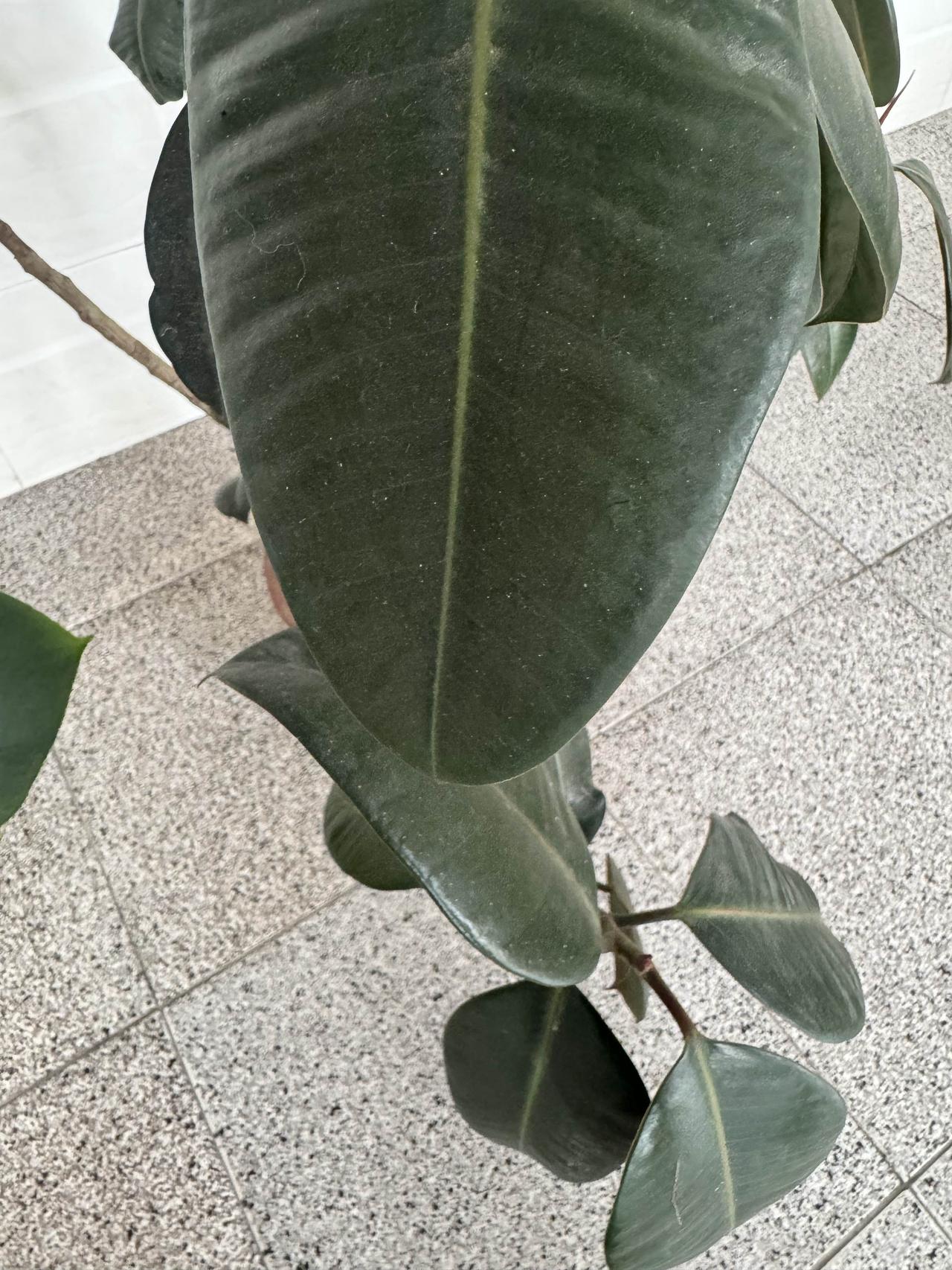 庭院闲章
自家小院，风和日丽，满目清欢

1. 观叶
看新叶舒展，绿得透亮，洗去