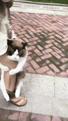这个猫也太会撒娇了。主人说带他出外面逛逛，叫他下地自己走路，这猫怎么也不肯自己走