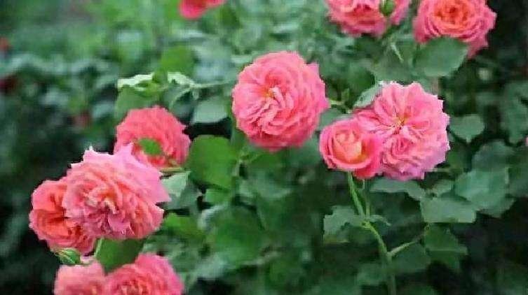 昨天晚上听见对门邻居在吵架！
原来是邻居家，儿媳跟闺女都怀孕了，儿媳亲妈听说孕妇