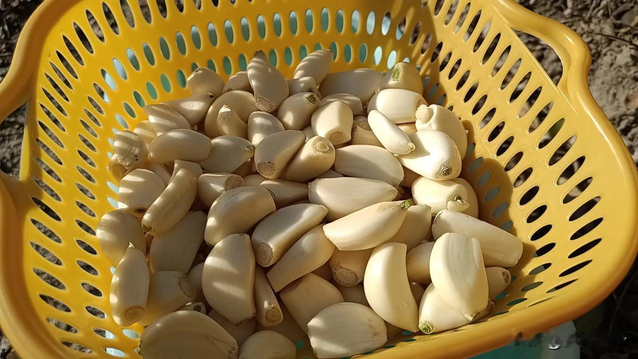 2025年9月10日，在这个洋溢着尊师重道氛围的教师节里，杞县的大蒜市场有着其独