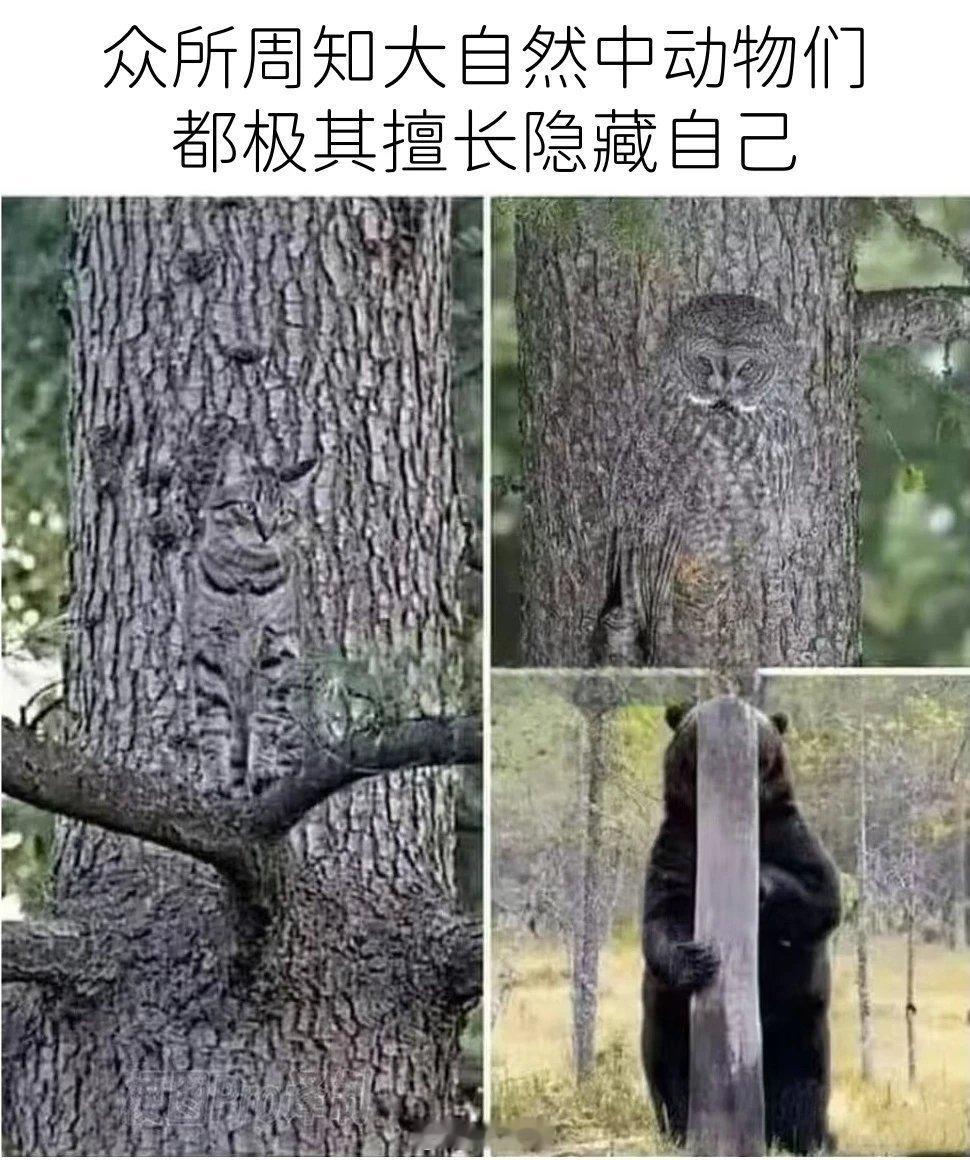 🐻：看不见我看不见我！ 