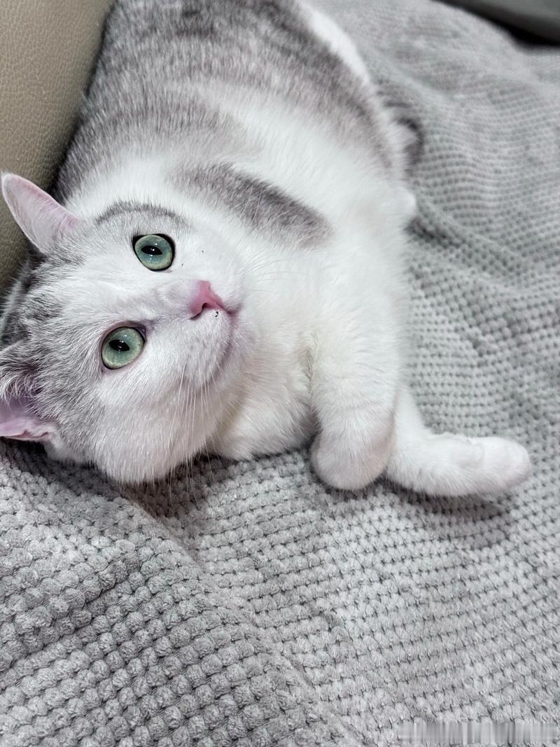美食与猫，不可辜负~日常
