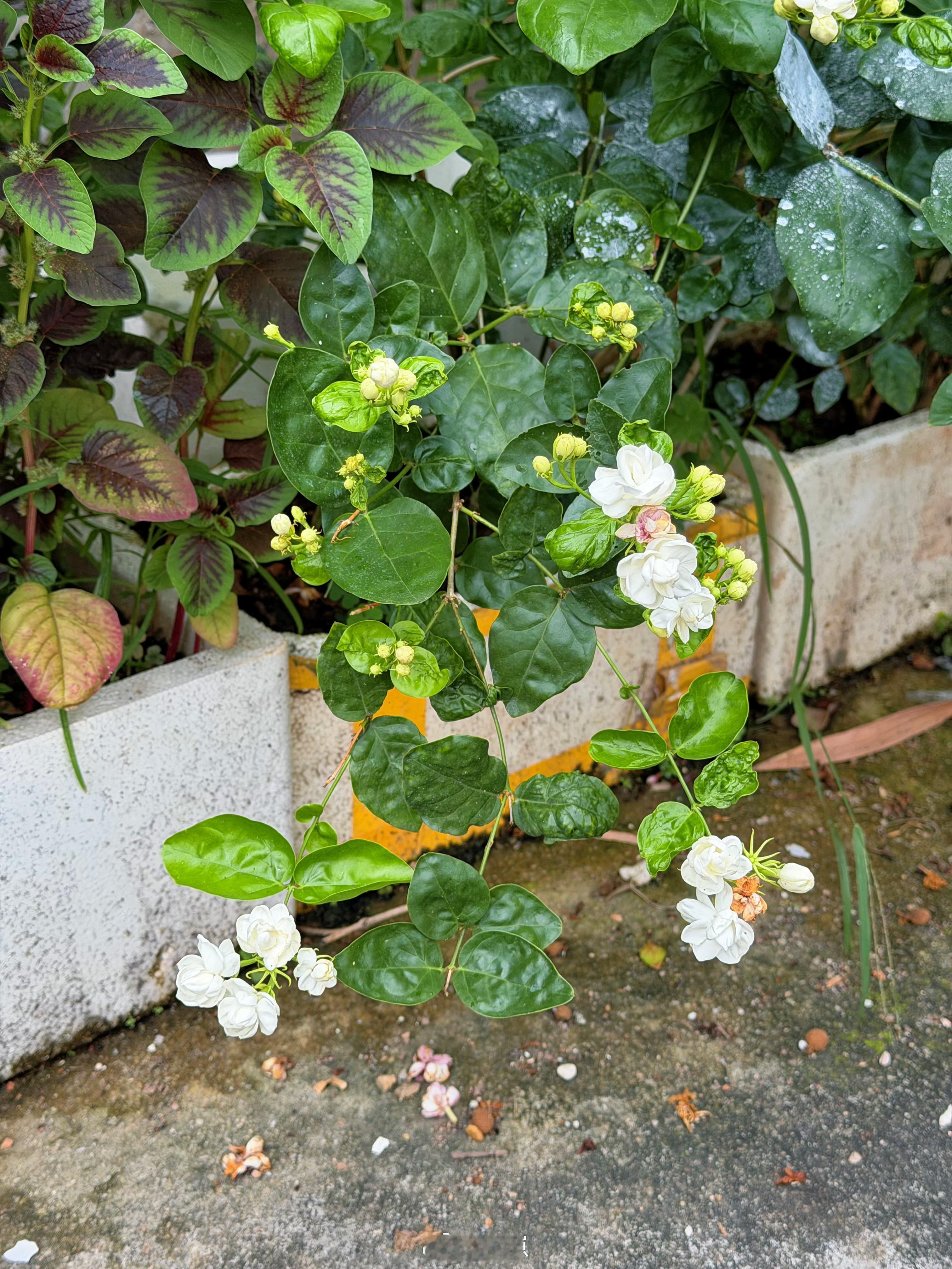 雨水照顾我的小茉莉～小～茉～莉～ 