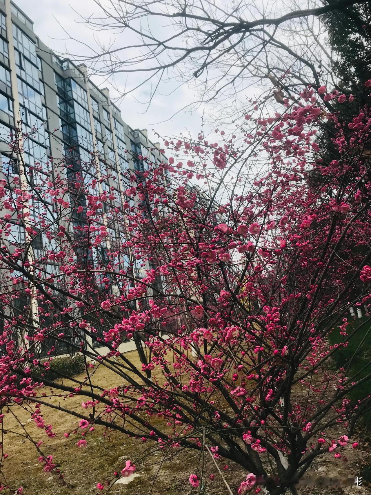 [送自己一朵花]春色满园关不住｜万枝桃花苞绽放[福]
城市随拍
仲氏手工石磨艾条