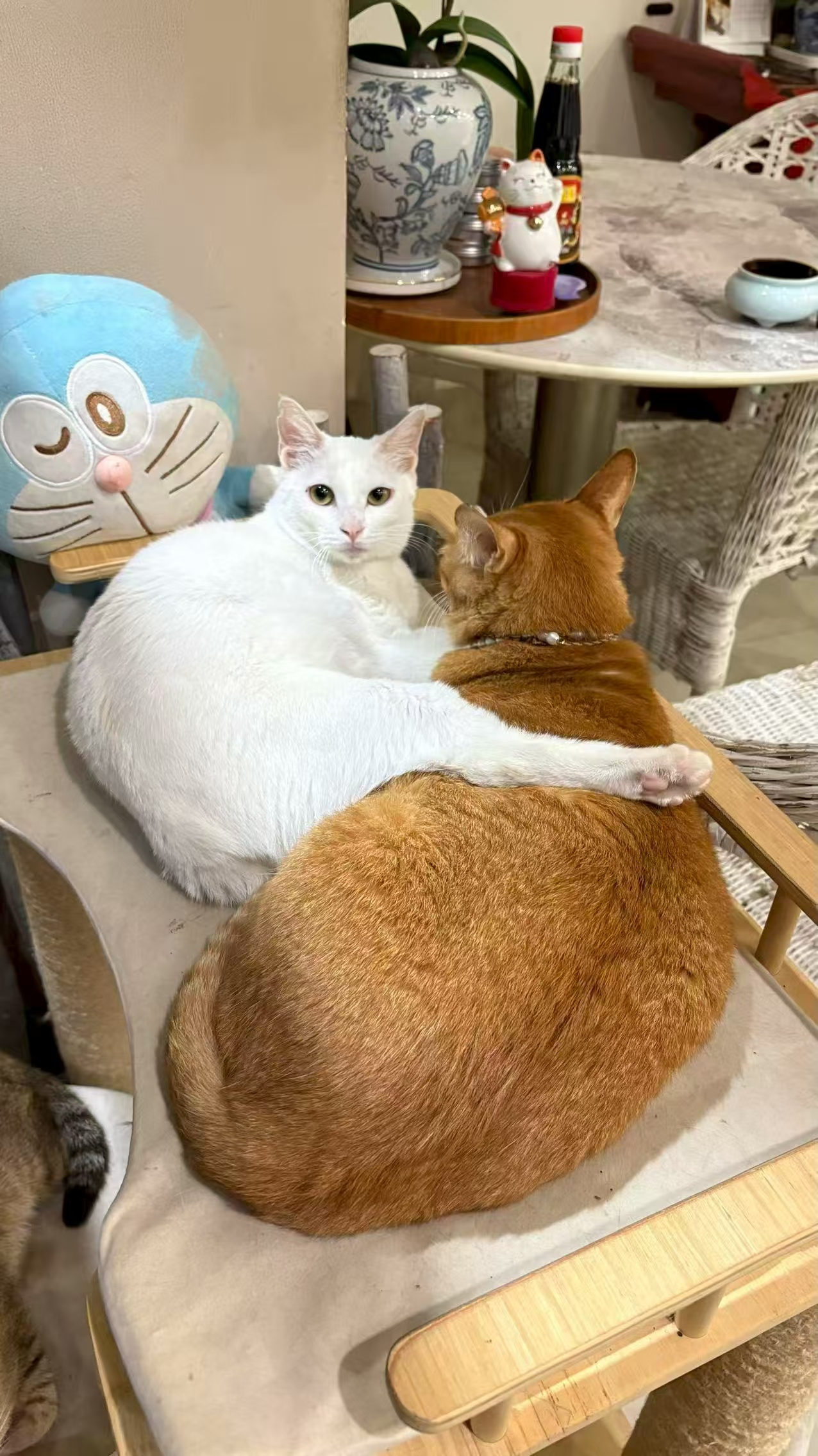 桃，你黄色这个脚枕用的还称心吗？猫