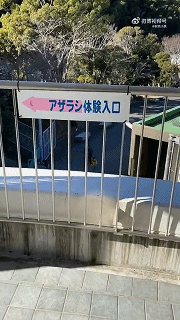 这是体验海豹的一生（速通版） 