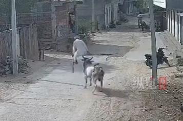 出门散个步命没了，在当地碰都碰不得的 “神圣东西”，大街上随便乱窜伤人，害了人命