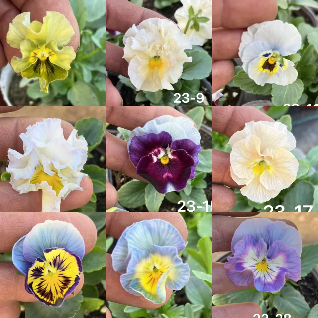 余出这几颗角堇，有喜欢的吗