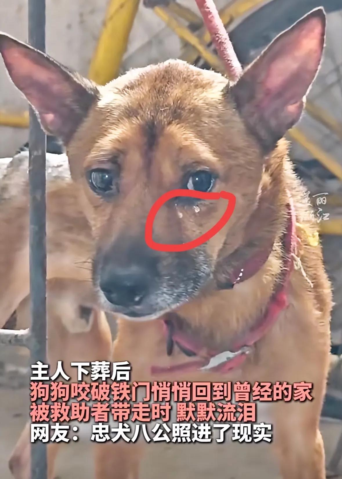科学也解释不清了。

重庆70多独居老人养了两条狗。他意外在家离开，一周后才被发