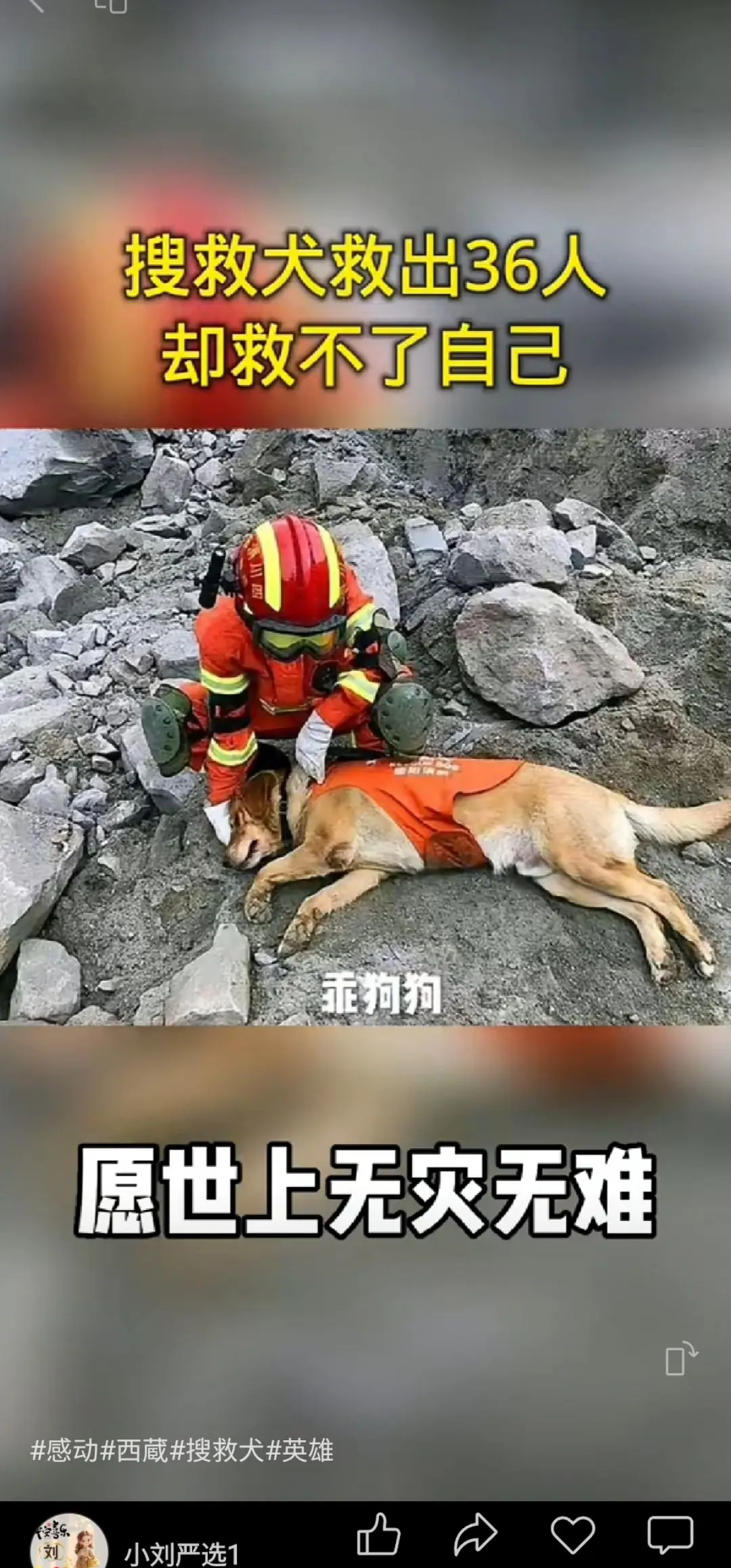 搜救犬好样的，向你们致敬，那些吃狗肉，虐待狗，伤害狗，看狗就骂的，骂爱...