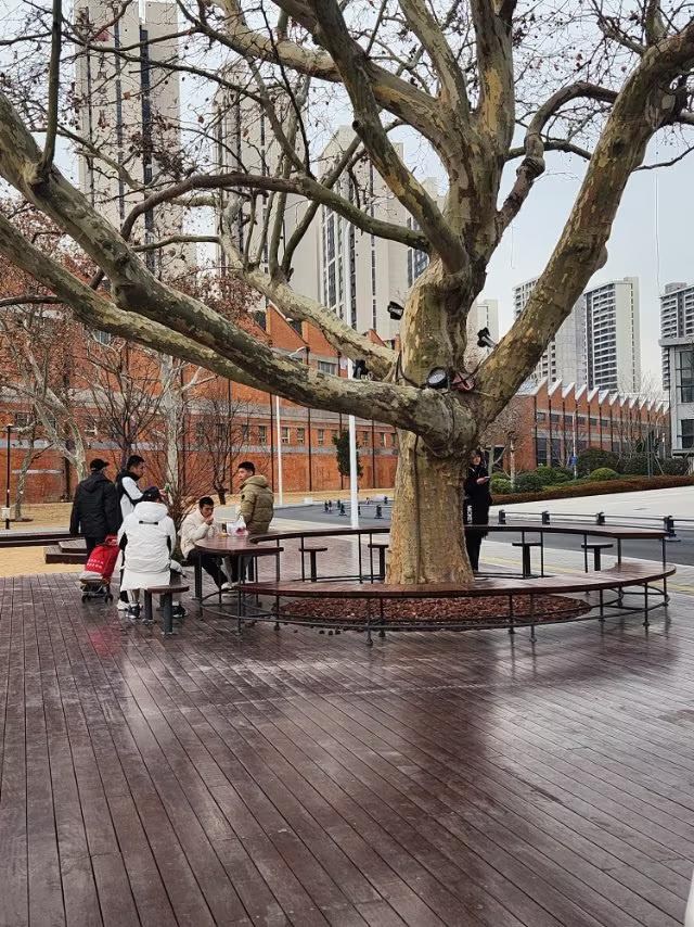 保护百年老树守卫自然遗产你做到了吗
在中车四方院里，有数棵百年老法桐树，它是一种