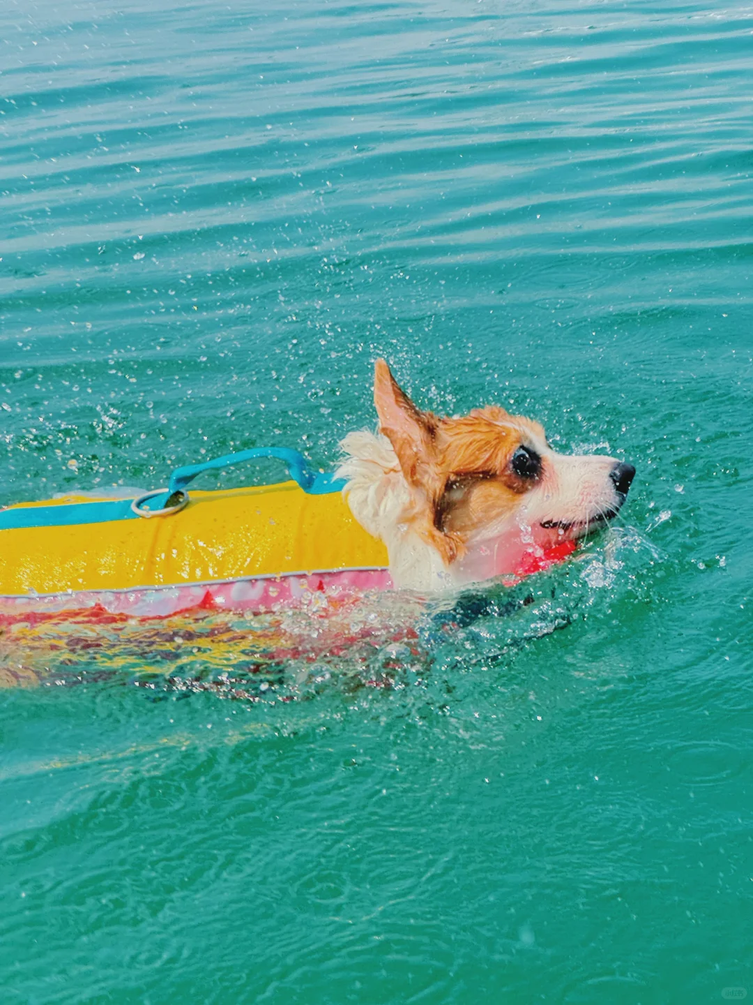 小狗就应该泡在水里🏊‍♂️