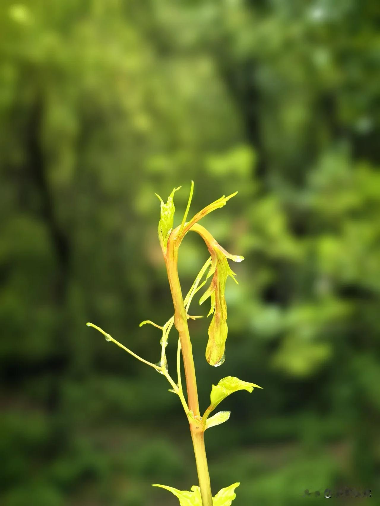 谁有亲手拍摄的自然美景高清原图小草