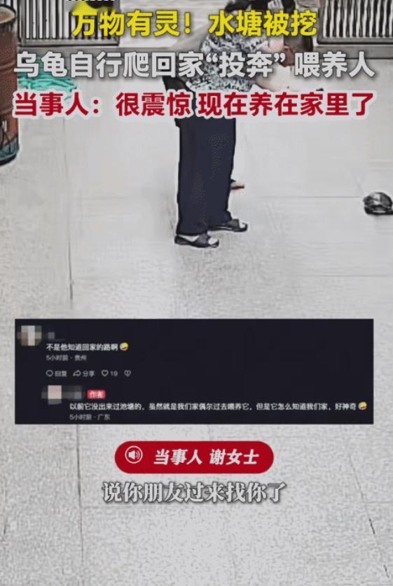 “万物有灵！”广东汕头，乌龟生活的水塘被挖，没想到，它自行爬回家“投奔”喂养它的