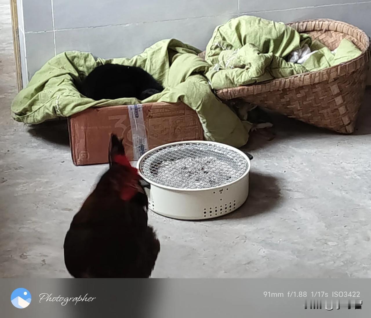 上夜班补瞌睡的猫🐈，早起上岗坐班的鸡🐔，谁更重要？为什么鸡非要去猫窝下蛋，这
