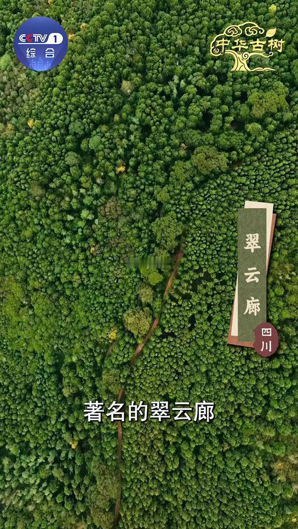 跨越千年的植树接力中国人爱种树已刻进DNA从黄帝手植柏到今天植树节，中国人种树种