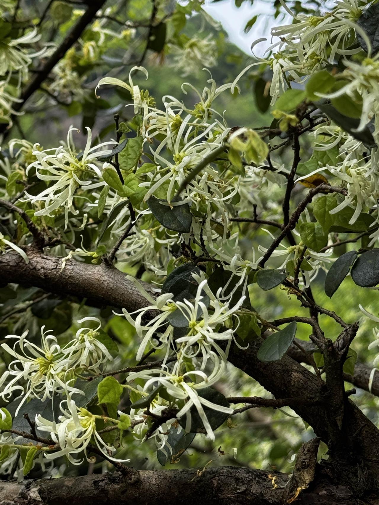 相册里最新一张鲜花照片白花檵木。白檵开时，清明雨落，山野便有了细碎的光。