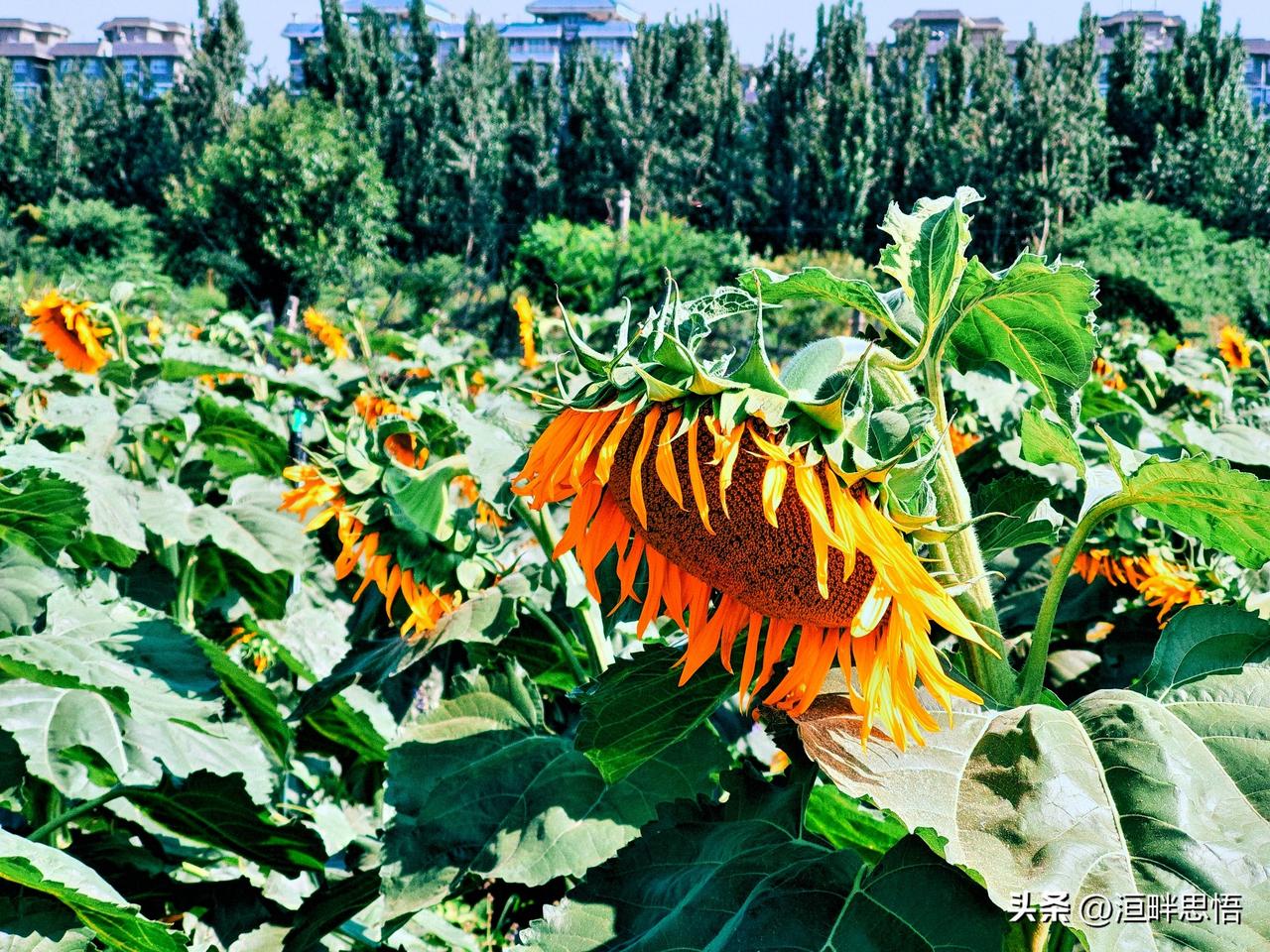 向日葵花田，阳光明媚，生机勃勃！🌻🌞