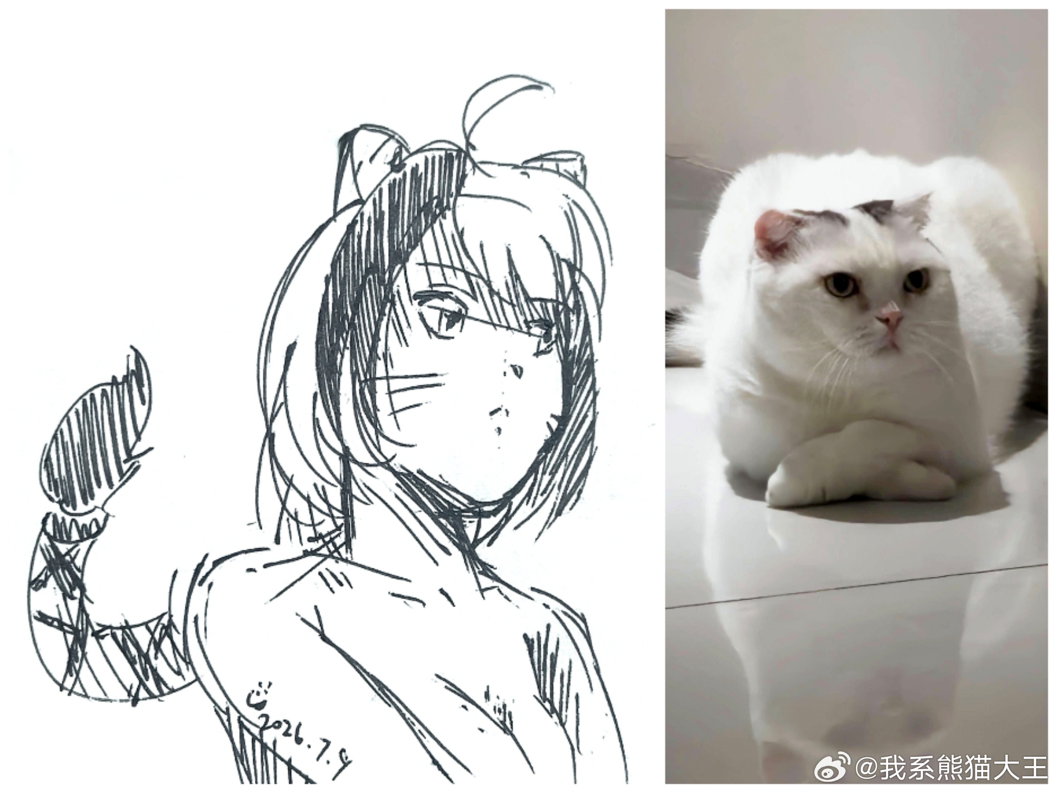 肥白是只母猫～ 