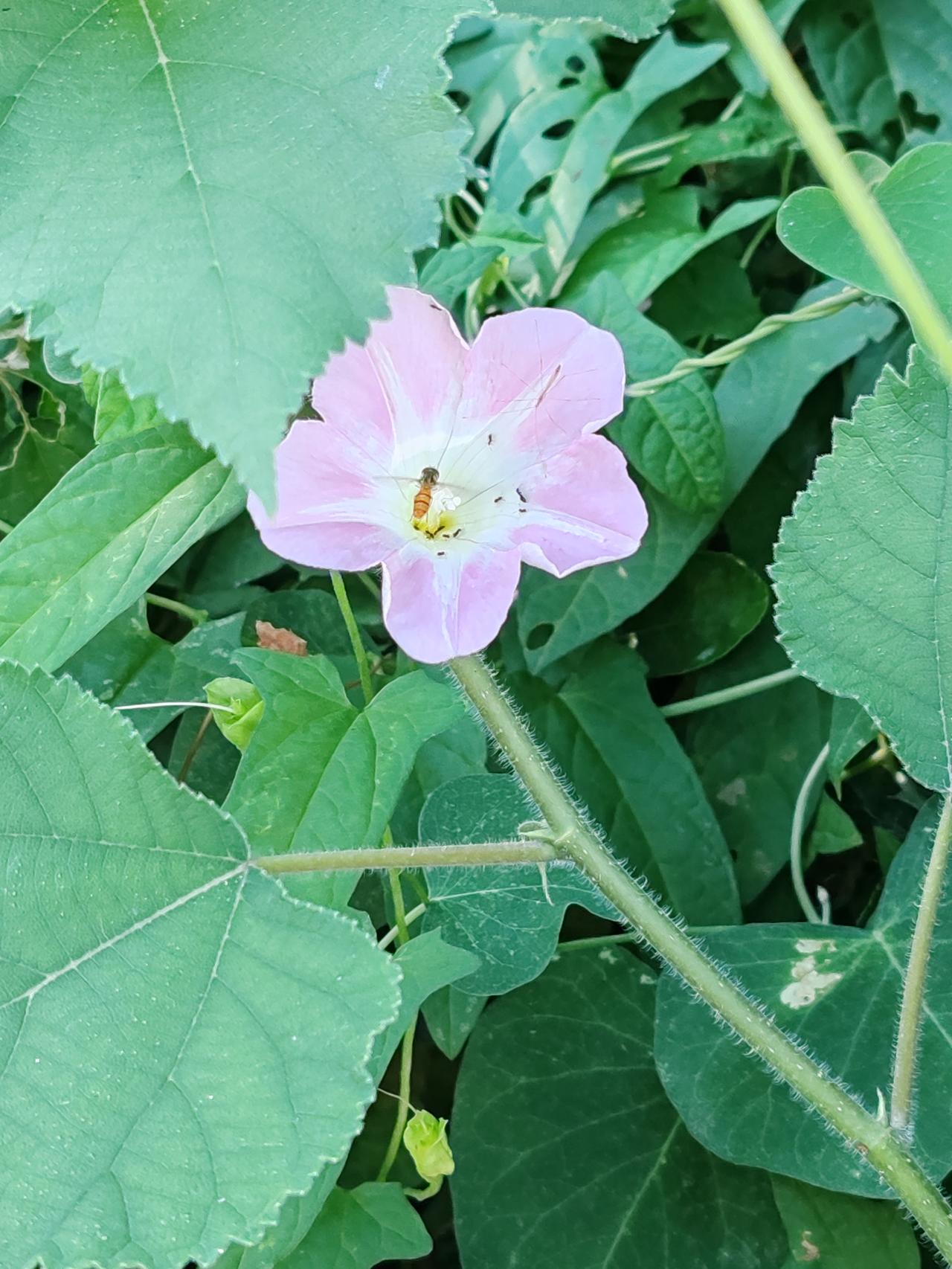分享一张你拍的花，什么花都行七月随手拍，小区里的花花草草。