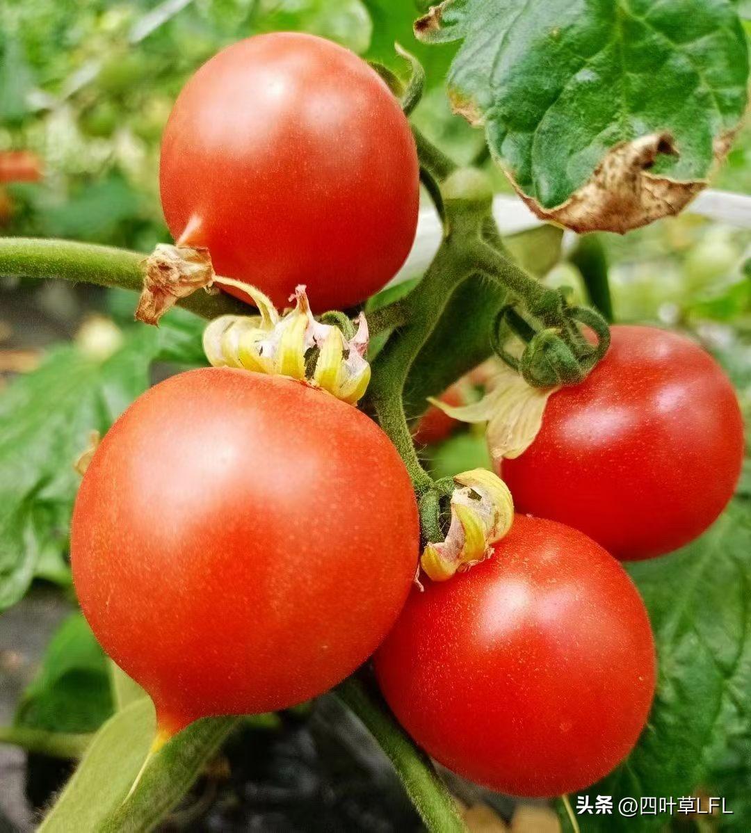 几颗红番茄挂在藤上，新鲜可口，健康美味。