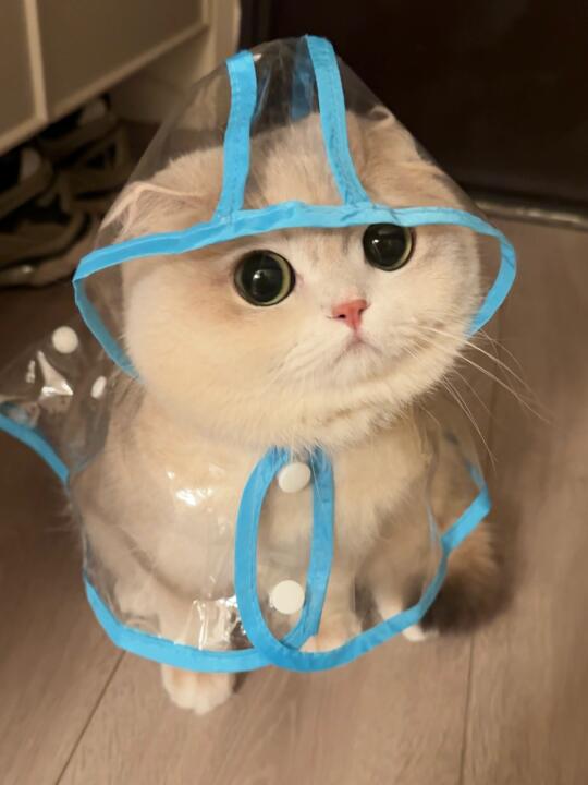 喵：没下雨也要穿雨衣吗？