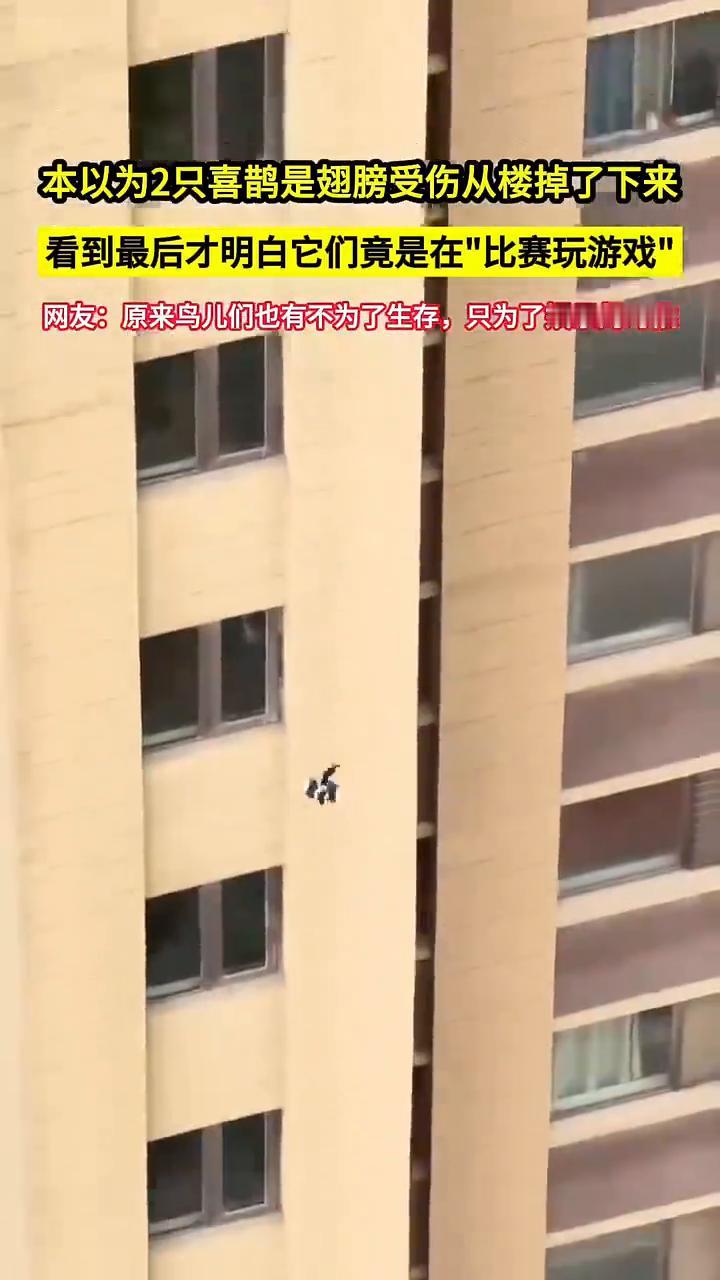 本以为2只喜鹊是翅膀受伤从楼掉了下来，看到最后才明白它们竟是在"比赛玩游戏"。