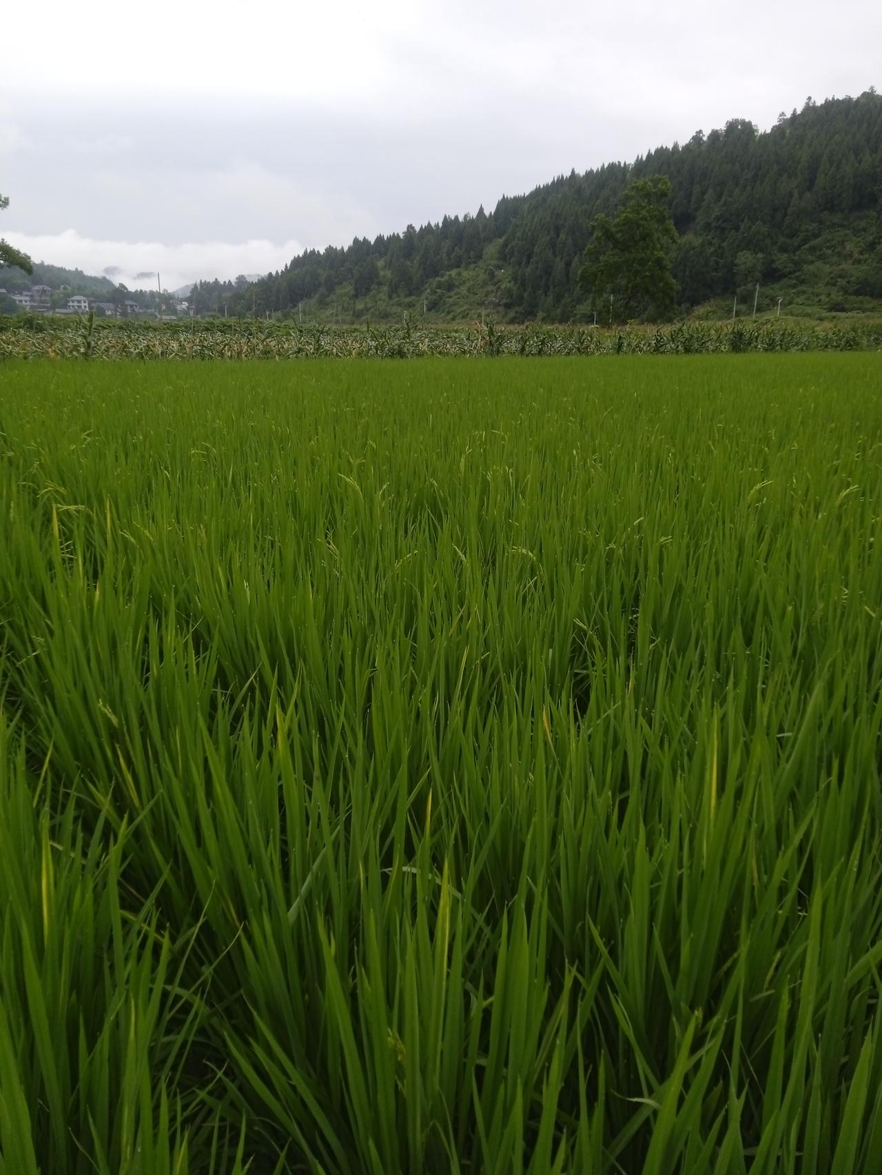“这么热的天，马不出棚，牛不耕地，但牛马的我，会想尽办法去上班。”
牛马干活都有