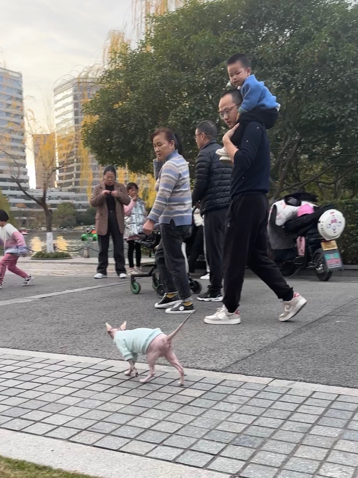 情绪最稳定的猫咪 真正的大明星 ​​​