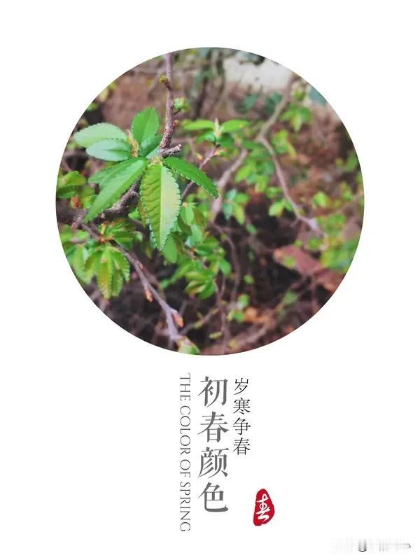 岁残年尽春还至,朝露人生何欲求? “岁残年尽春还至，朝露人生何欲求？”这句诗真的