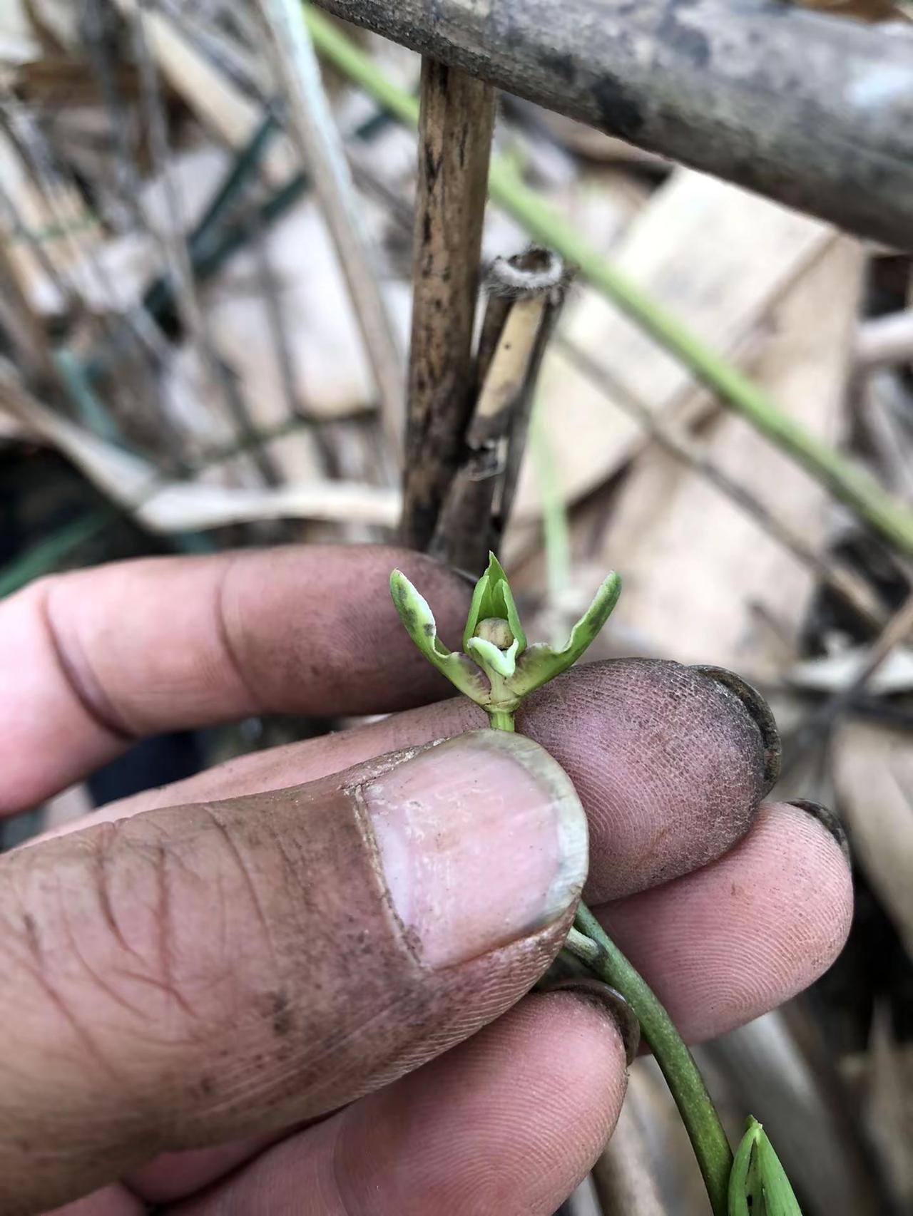 闲着拉花朵玩玩，这个花好像和其他不同。具体什么地方不同，又突然想不起来，朋友你们